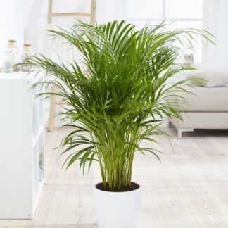 Dypsis Areca Parlour Palm - Perfect Palm For Indoors - 170-200cm Potted Plant
