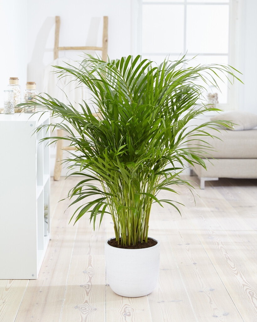 Dypsis Areca Parlour Palm - Perfect Palm For Indoors - 170-200cm Potted Plant
