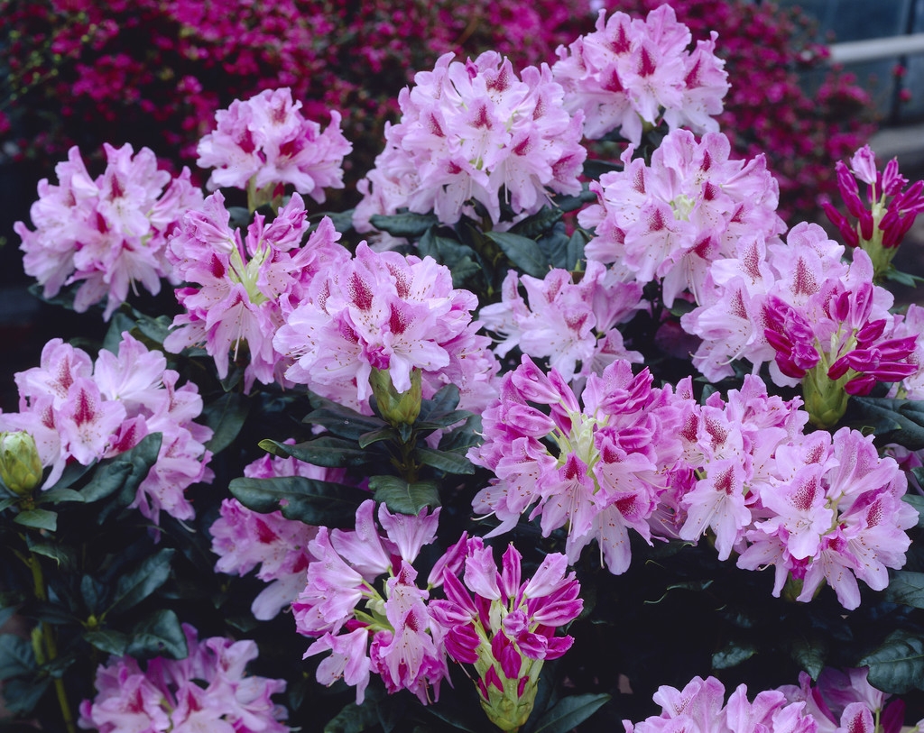 Rhododendron 'Cosmopolitan'