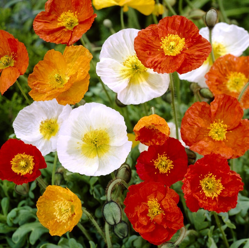 Papaver 'Pulcinella' Mixed