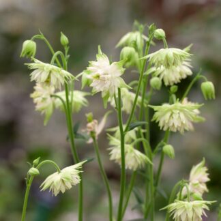 Aquilegia White Barlow - Granny's Bonnet