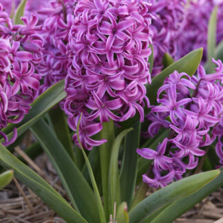 Purple Hyacinths in Bud And Bloom