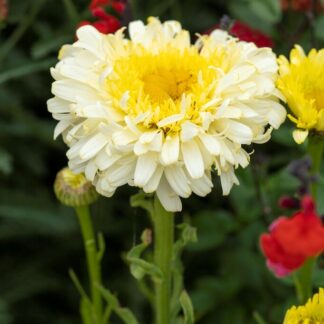Leucanthemum Real Charmer - Shasta Daisy