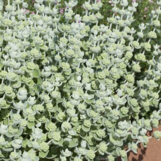 Ballota Pseudodictamnus