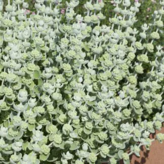 Ballota Pseudodictamnus