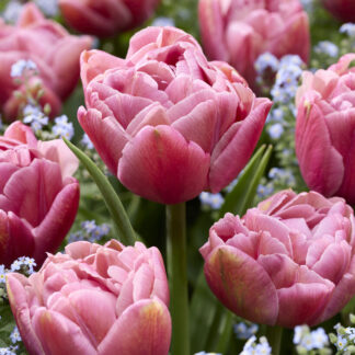 Tulip Beachberry - Pack of 6  Bulbs