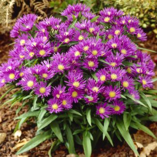 Aster Dumosus Island Samoa - Michaelmas Daisy