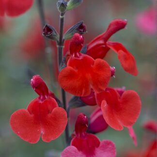 Salvia Royal Bumble