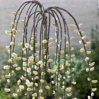 Kilmarnock Willow - Salix Caprea Pendula Kilmarnock - Large Standard Weeping Pussy Willow Tree