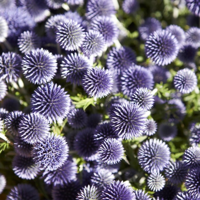Echinops Ritro - Globe Thistle