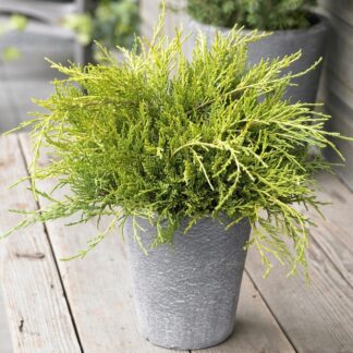 Juniperus x Media 'Goldcoast' - Dwarf Slow Growing Conifer