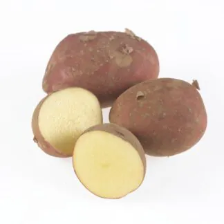 Organic Setanta - Main Crop Seed Potatoes - Pack of 10