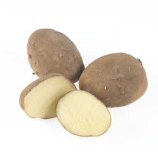 Casablanca - 1st Early Seed Potatoes - Pack of 10