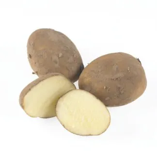 Casablanca - 1st Early Seed Potatoes - Pack of 10