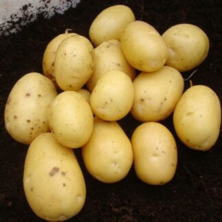 Vivaldi - Second Early Seed Potatoes - Pack of 10