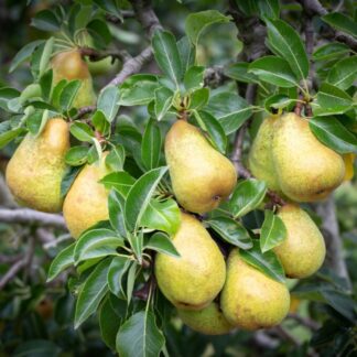 Pear Tree - Williams' Bon Chrétien (Quince A) - 150-170cm Tall