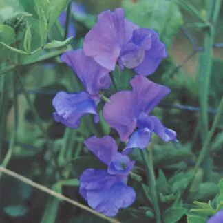 Sweet Pea Plant Spencer 'Flag Ship'