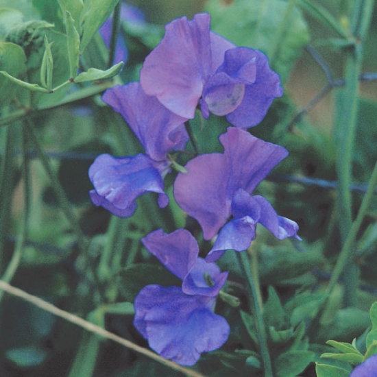 Sweet Pea Plant Spencer 'Flag Ship'