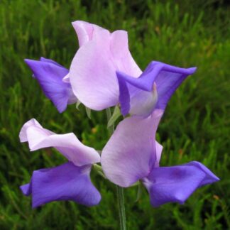 Sweet Pea Plant Spencer 'Erewhon'