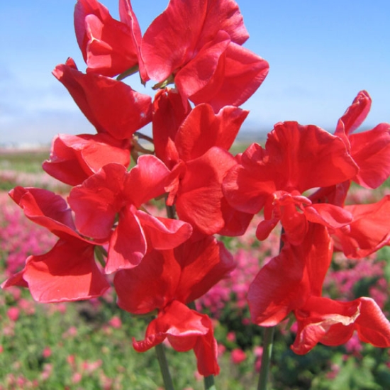Sweet Pea Plant Spencer 'Red Ensign'