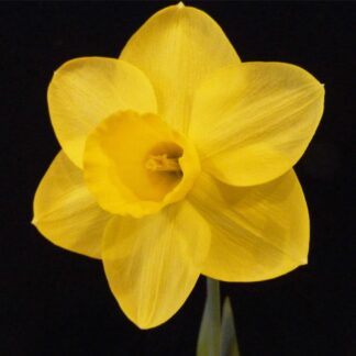 Narcissus Sabrosa - Daffodil