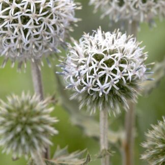 Echinops Sphaerocephalus "Arctic Glow" - Arctic Glow Globe Thistle