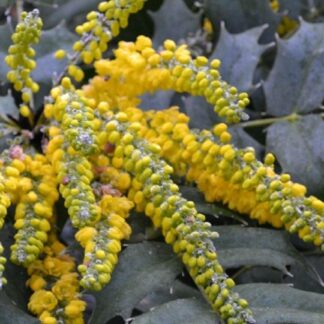Mahonia x Media Charity - Large