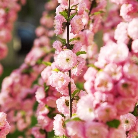 Prunus Triloba 'Rosemund' - Compact Double Flowering Cherry-Almond Shrub