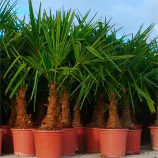 Trachycarpus Fortunei - Large Hardy Windmill Palm - 80-100cms