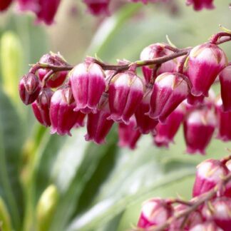 Pieris Japonica 'Passion' - Exclusive New Lily of The Valley Shrub