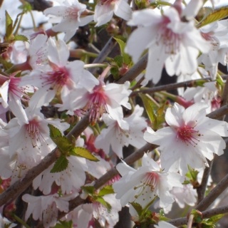 Prunus Incisa 'Mikinori - Fuji Cherry - Flowering Cherry