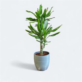 Dracaena Fragrans Steudneri - Large Leaf Dragon Tree - 80cm