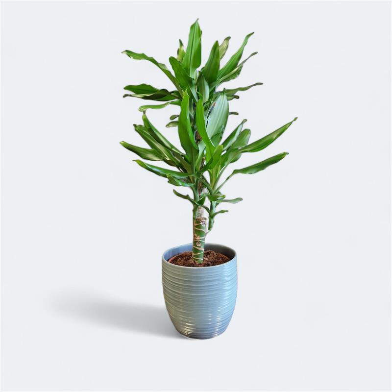 Dracaena Fragrans Steudneri - Large Leaf Dragon Tree - 80cm