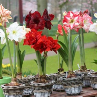 Amaryllis - Hippeastrum Varieties - Lucky Dip Colour
