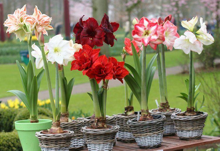 Amaryllis - Hippeastrum Varieties - Lucky Dip Colour