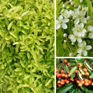Pyracantha 'Golden Paradise' - Yellow Firethorn