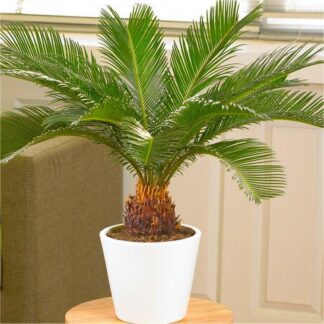 Cycad - Cycas Revoluta - King Sago Palm Tree 40-60 Cms