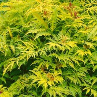 Sambucus Racemosa Plumosa Aurea - Sutherland Gold Elder
