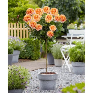 Large Standard Rose Tree - Pacific