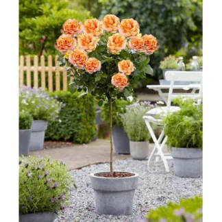 Large Standard Rose Tree - Pacific