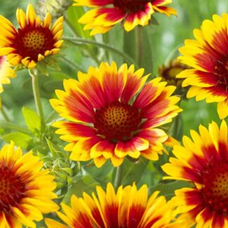 Gaillardia Kobold Goblin - Blanket Flower