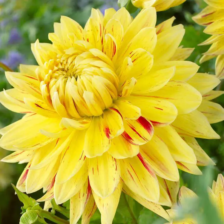 Dahlia Cambridge