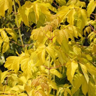 Acer Negundo 'Kelly's Gold'