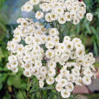Achillea Ptarmica The Pearl