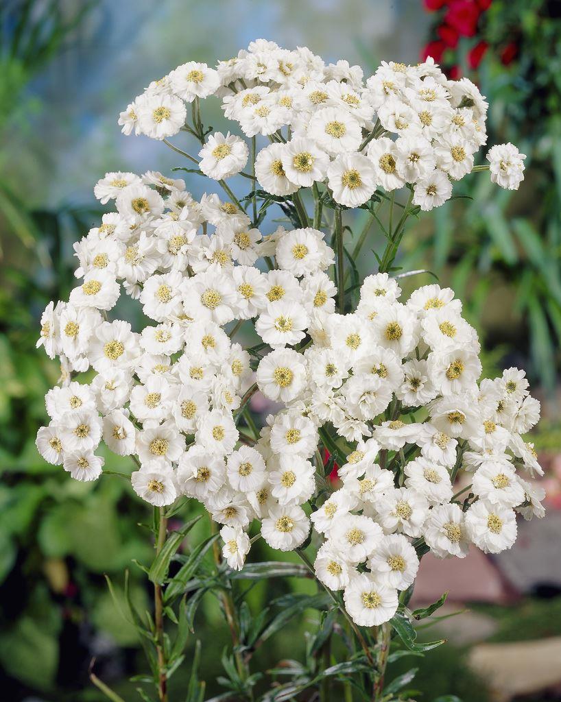Achillea Ptarmica The Pearl