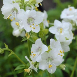 Polemonium Caeruleum Album - Jacob's Ladder
