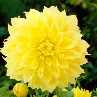 Dahlia Kelvin Floodlight - Giant Sized Flowers