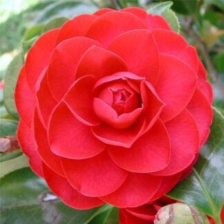 Camelia Eugenia De Montijo - in Bud