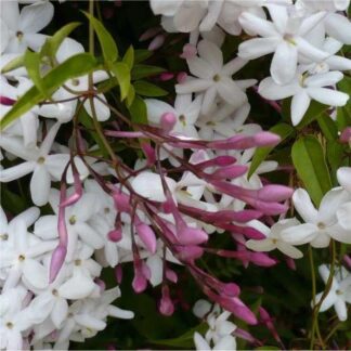 Large 100cm - Perfumed Chinese Jasmine Pyramid - in Bud & Bloom