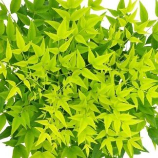 Nandina Domestica Lemon-Lime - Brightly Coloured Heavenly Bamboo - Large Specimen